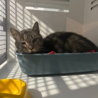 KLIMT, chat à adopter