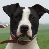 XENA, chienne à adopter