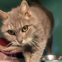 GRISETTE, chatte à adopter