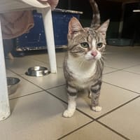 GOYA, chatte à adopter