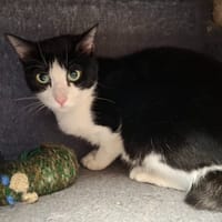 SANASA, chatte à adopter