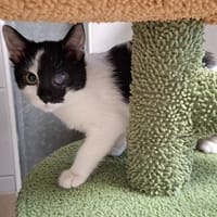CLOUDY, chatte à adopter