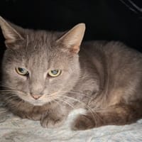 EMILE, chat à adopter