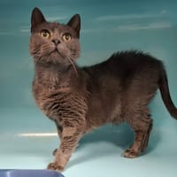 MAMINETTE, chat à adopter