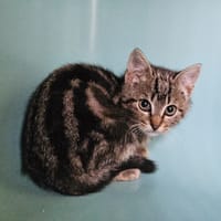 COPALIBRE, chatte à adopter