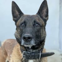 Rayder, chien à adopter