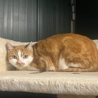 VERMEER, chat à adopter