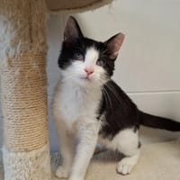 RAINY, chatte à adopter