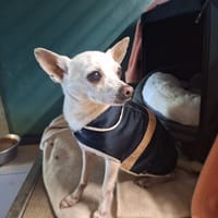 RIKY, chien à adopter