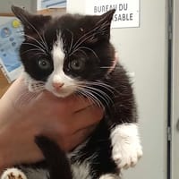 MOCHI, chat à adopter