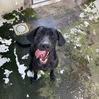 TOUDOU, chien à adopter