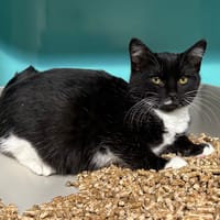 WANI, chat à adopter