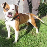 PERLE, chienne à adopter