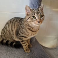 NIGELLE, chatte à adopter