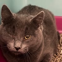 Dora CAB4908, chatte à adopter