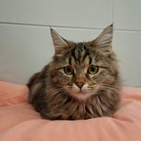 PAM, chatte à adopter