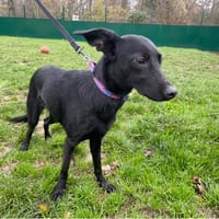 NINA 2  PAA24014, chienne à adopter