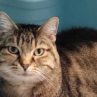 MELODIE, chatte à adopter