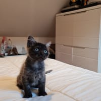 SURVIVOR QCT, chat à adopter