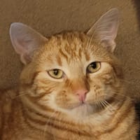 WINIFRED, chat à adopter