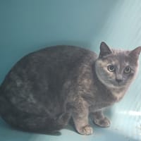 ASHLEY, chatte à adopter