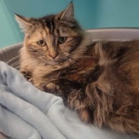 BELLADONE, chatte à adopter