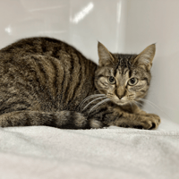 CLARINETTE, chatte à adopter