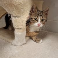 TWEEDLEDEE, chat à adopter