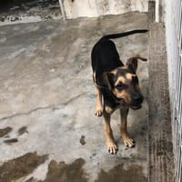 VAZY, chienne à adopter