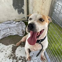 LAÏKA, chienne à adopter