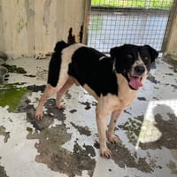 SILCO, chien à adopter