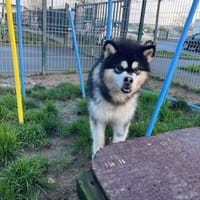 GRINCH, chien à adopter