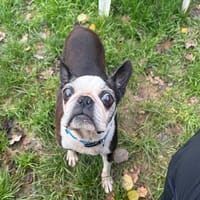 JAIPUR PAA24016, chienne à adopter