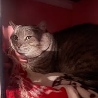 KAHLO, chat à adopter