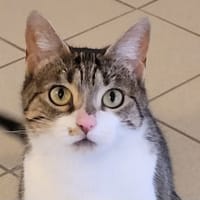 SHANTI, chatte à adopter