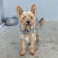 MUSCADE, chienne à adopter