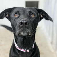 BELLA, chienne à adopter