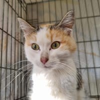 Kreposucre, chatte à adopter