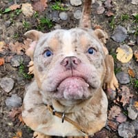 GOHAN, chien à adopter