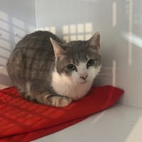 DE VINCI, chat à adopter