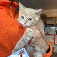 MARCUS, chat à adopter