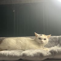 CLAQUEPORTE, chatte à adopter