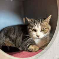 LOLA, chatte à adopter