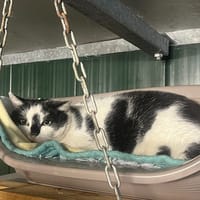 PICASSO (réservé), chat à adopter