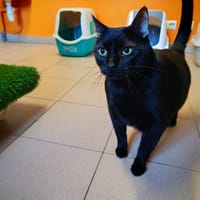 SALEM, chat à adopter