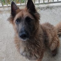 TEDDY, chien à adopter
