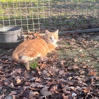 MONET, chat à adopter