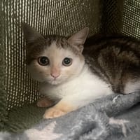 DALI, chatte à adopter