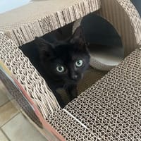 RENOIR, chat à adopter
