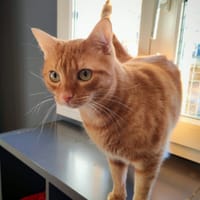 THOR, chat à adopter